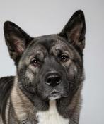 Lieve en vrolijke Amerikaanse Akita pups, Dieren en Toebehoren, Honden | Herdershonden en Veedrijvers, 8 tot 15 weken, Meerdere