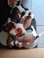 Jack Russel pups te koop.zeer Kleine soort.Geb. 22-5-2025.., Dieren en Toebehoren, Honden | Chihuahua's en Gezelschapshonden, België