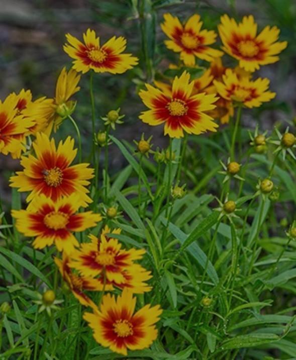 Zaden meisjesogen, Tuin en Terras, Bloembollen en Zaden, Zaad, Voorjaar, Volle zon, Ophalen of Verzenden
