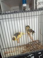 Mooi koppel glosters, Dieren en Toebehoren, Meerdere dieren, Kleurkanarie