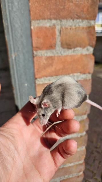 3 lieve kleurmuizen dames, zie foto's! Muizen beschikbaar voor biedingen