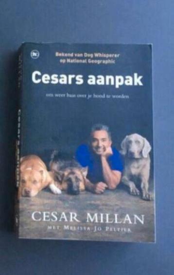 Uw hond trainen opvoeden Cesars aanpak gratis tennisbal beschikbaar voor biedingen