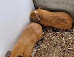 Supermooie Cuy cavia beertjes, Dieren en Toebehoren, Mei, Mannelijk, Cavia