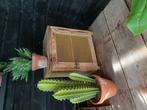 Brocante vliegenkastje, Antiek en Kunst, Ophalen of Verzenden