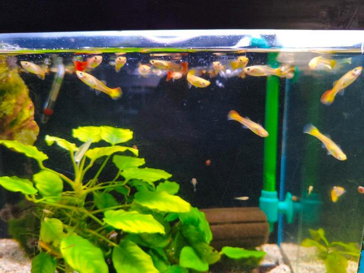 Mix vrouwen guppen, Dieren en Toebehoren, Vissen | Aquariumvissen, Zoetwatervis, Vis