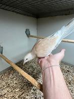 1-1 Tortelduif (geringd 2025), Dieren en Toebehoren, Vogels | Duiven, Geslacht onbekend, Tortelduif