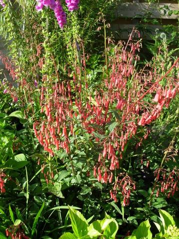 kaapse fuchsia beschikbaar voor biedingen