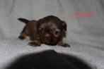 Mooie shih tzu's pups, Dieren en Toebehoren, Honden | Chihuahua's en Gezelschapshonden, Overige rassen, 8 tot 15 weken, Meerdere