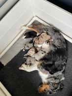 Australische herder pups, Dieren en Toebehoren, Honden | Herdershonden en Veedrijvers, 8 tot 15 weken, Meerdere, Meerdere dieren