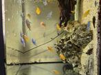 Diverse soorten baby malawi cichliden, Dieren en Toebehoren, Vissen | Aquaria en Toebehoren, Ophalen of Verzenden, Nieuw