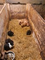 Micro gottinger biggetjes, Dieren en Toebehoren, Meerdere dieren, Varken