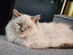 SPOED !!! Ragdoll kitten, Dieren en Toebehoren, Katten en Kittens | Raskatten | Langhaar, Poes, Ontwormd, 0 tot 2 jaar