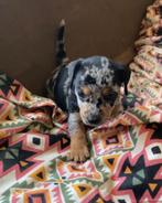 Blue merle en black and tan Jack Russel pups, België, Particulier, Jack Russell Terriër, CDV (hondenziekte)