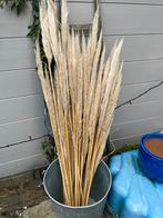 Gedroogde pampas pluimen | bruiloft decoratie, Ophalen