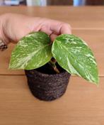 Monstera variegata, Ophalen, Overige soorten, Minder dan 100 cm