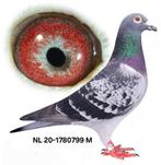 Postduif "WELLNESS" Louis Stabel & Zn., Dieren en Toebehoren