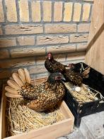 Sebright toom met 2 kuikens, Dieren en Toebehoren, Pluimvee, Meerdere dieren, Kip