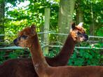 2 alpaca hengsten, Dieren en Toebehoren, Juli, Mannelijk