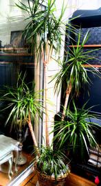 XXL Supermooie grote, gezonde Dracaena plant ca. 2.20 m, Minder dan 100 cm, Halfschaduw, Ophalen