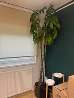 Mooie Money Tree (Pachira) te koop!, Huis en Inrichting, Kamerplanten, Ophalen, 100 tot 150 cm, Overige soorten, Halfschaduw