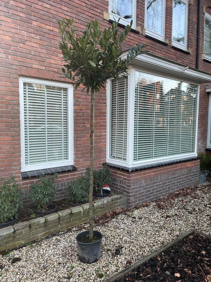 1 x Prunus laurier Novita op stam - 180cm, Tuin en Terras, Planten | Bomen, Overige soorten, 100 tot 250 cm, Volle zon, Lente