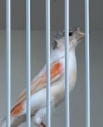 Mooie harlekijn kanarie pop 2025, Dieren en Toebehoren, Vrouwelijk, Kleurkanarie