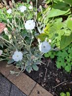 Prikneus wit, Ophalen of Verzenden, Zaad