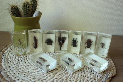 Taxidermie Opgezette Insecten in hars, Verzamelen, Dierenverzamelingen, Zo goed als nieuw, Opgezet dier, Insect, Ophalen of Verzenden