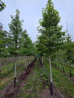 Liquidambar worplesdon, Tuin en Terras, Planten | Bomen, Ophalen of Verzenden, Volle zon, Overige soorten