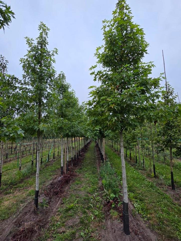 Liquidambar worplesdon, Tuin en Terras, Planten | Bomen, Overige soorten, Volle zon, Ophalen of Verzenden
