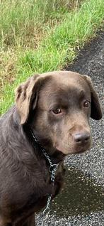 Labrador, Rabiës (hondsdolheid), Teef, Labrador retriever, Eén hond