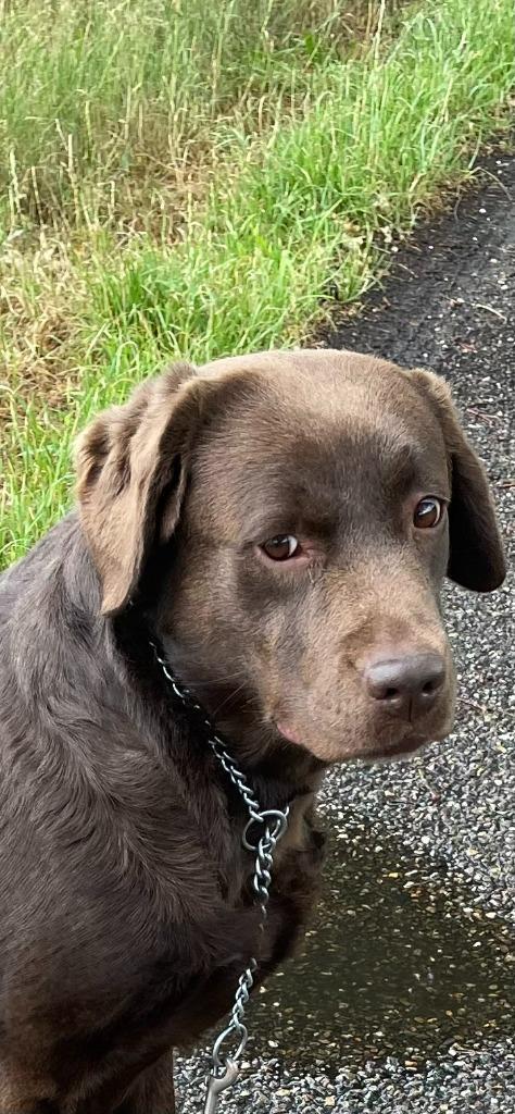 Labrador, Dieren en Toebehoren, Honden | Retrievers, Spaniëls en Waterhonden, Teef, Labrador retriever, Particulier, Eén hond