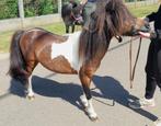 Mini-paardje Hengst, Dieren en Toebehoren, Pony's, Gechipt, A pony (tot 1.17m), 11 jaar of ouder, Recreatiepony