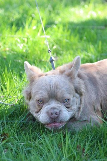 Prachtige goedgekeurde fluffy isabella franse bulldog dekreu beschikbaar voor biedingen