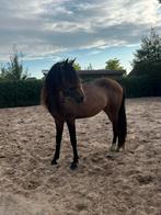 Gezocht weide / stalling / opfok voor 2,5 jarige merrie, Dieren en Toebehoren, Stalling en Weidegang, Weidegang, 1 paard of pony