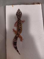Luipaardgekko, Dieren en Toebehoren, Reptielen en Amfibieën, Hagedis, 0 tot 2 jaar