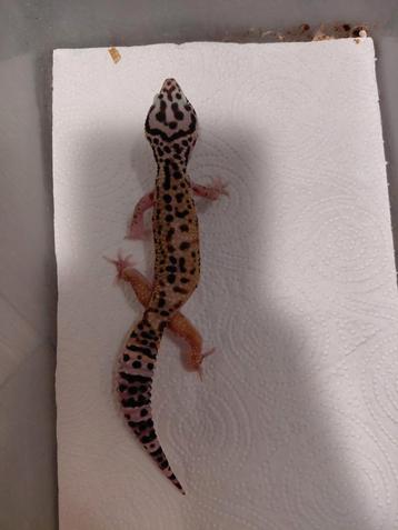 Luipaardgekko  beschikbaar voor biedingen