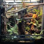 Phelsuma klemmeri nakweek koppel/jongen (van augustus 2025), Dieren en Toebehoren, Hagedis, 0 tot 2 jaar