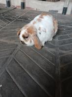 Konijn ram, Dieren en Toebehoren, Konijnen, Mannelijk, Hangoor, 0 tot 2 jaar