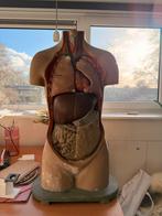 Anatomisch torso van gips - Beschadigd, Antiek en Kunst, Ophalen