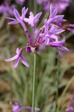 Tulbaghia - knoflookplant - prachtige bloemen, Volle zon, Vaste plant, Zomer, Ophalen