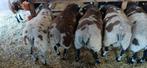 Te koop bonte rammen dekrammen, Dieren en Toebehoren, Schapen, Geiten en Varkens, Mannelijk, Schaap, 0 tot 2 jaar