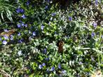 Maagdenpalm/Vinca minor, blauwe bloemen,bodembedekker, Bodembedekkers, Vaste plant, Ophalen of Verzenden, Halfschaduw