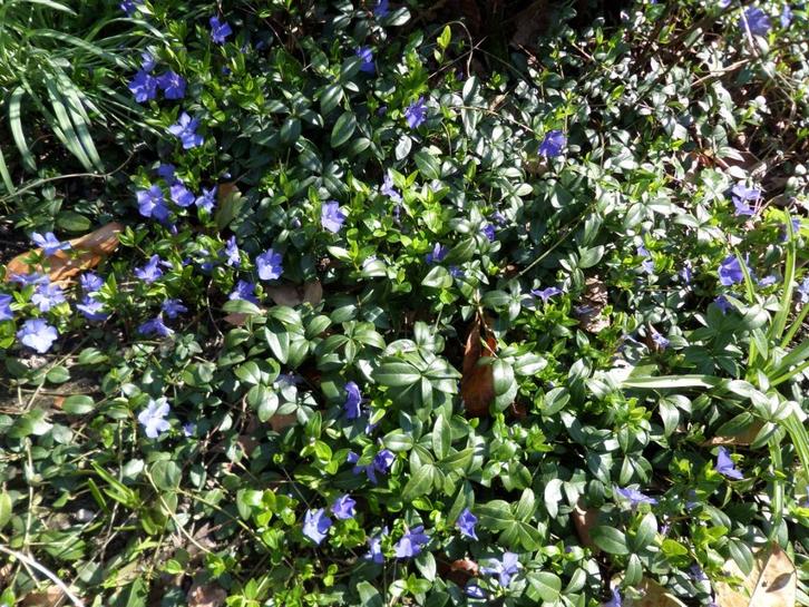 Maagdenpalm/Vinca minor, blauwe bloemen,bodembedekker, Tuin en Terras, Planten | Tuinplanten, Vaste plant, Bodembedekkers, Halfschaduw