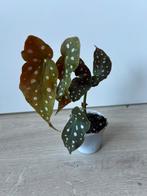 Begonia maculata (stippenbegonia), Ophalen of Verzenden, Overige soorten, Minder dan 100 cm
