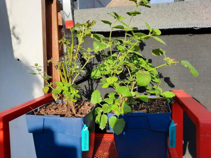 Citroenmelisse, Tuin en Terras, Planten | Tuinplanten, Overige soorten, Volle zon, Zomer, Ophalen