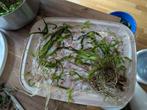 Cryptocoryne wendtii, aquariumplant, Ophalen, Zo goed als nieuw, Plant(en), Steen of Hout