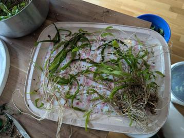 Cryptocoryne wendtii, aquariumplant beschikbaar voor biedingen