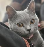 Vermist! Haastig opzoek naar Diva!, Dieren en Toebehoren, Vermiste en Gevonden Dieren