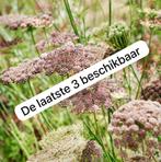 Inheems: wilde peen- Daucus carota ‘Dara’ - 1e jaars stekken, Volle zon, Tweejarig, Zomer, Ophalen
